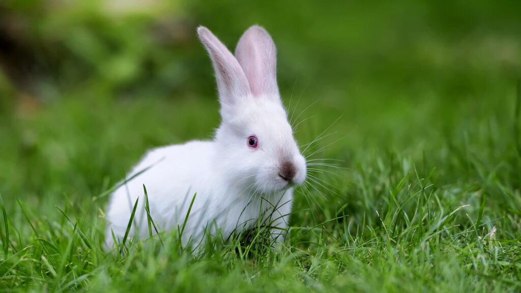 cruelty free králík